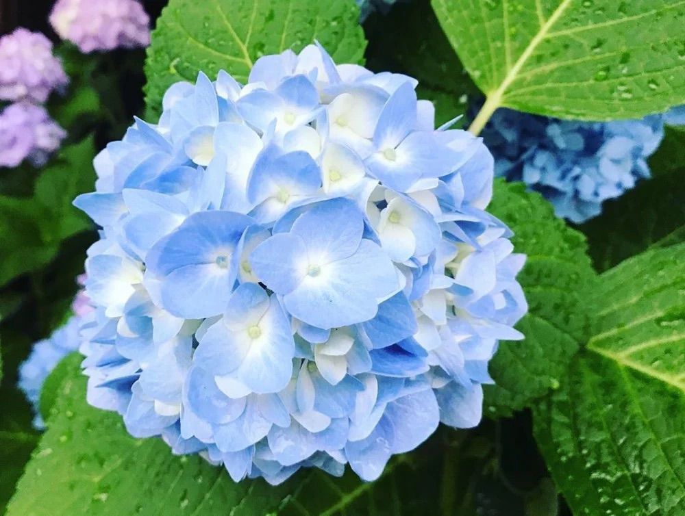 Hydrangea blue studs