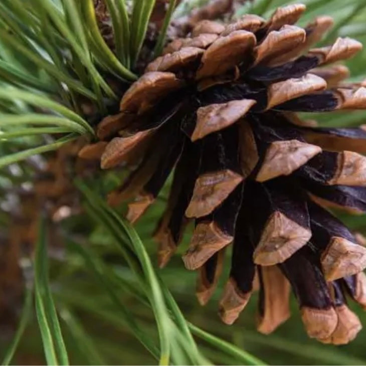 Joy To The World Pinecone