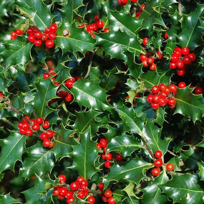 Christmas Holly