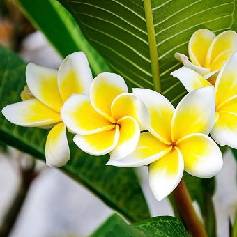 Frangipani